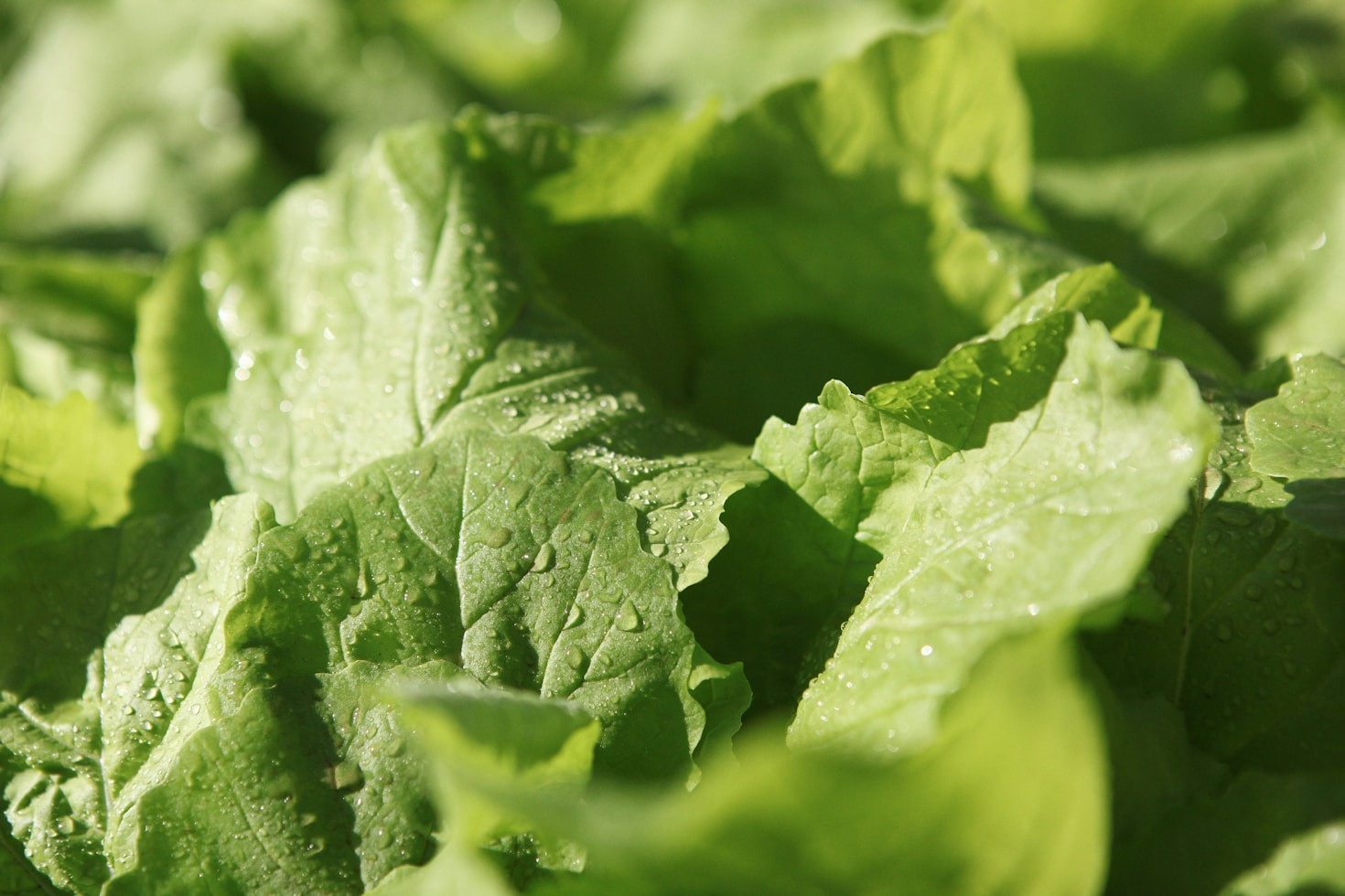 5 Incredible Benefits of Eating Plant-Based