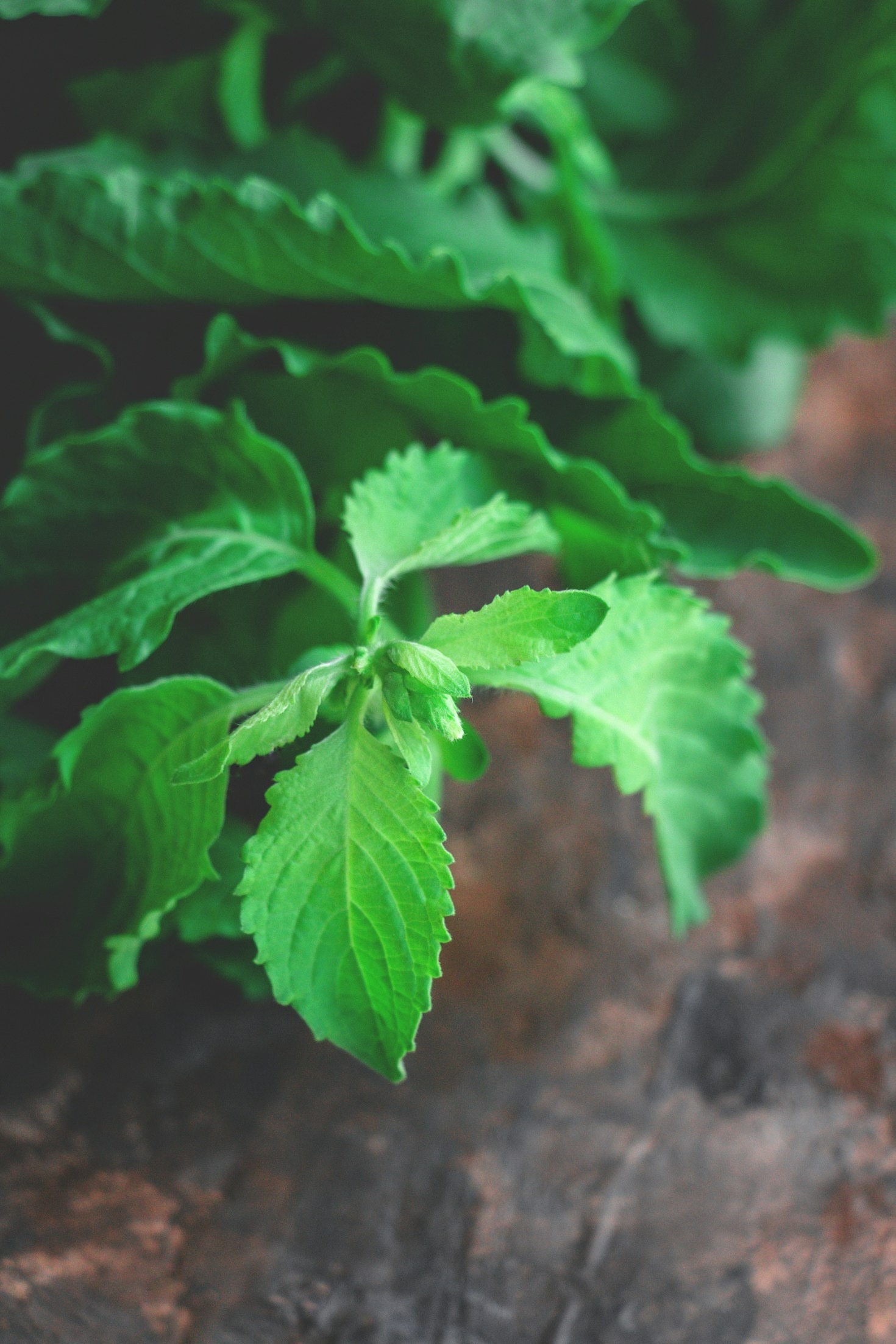 Exploring Global Flavors Through Vegan Cuisine